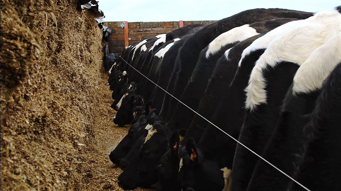 Cows feeding at self-feed silage clamp